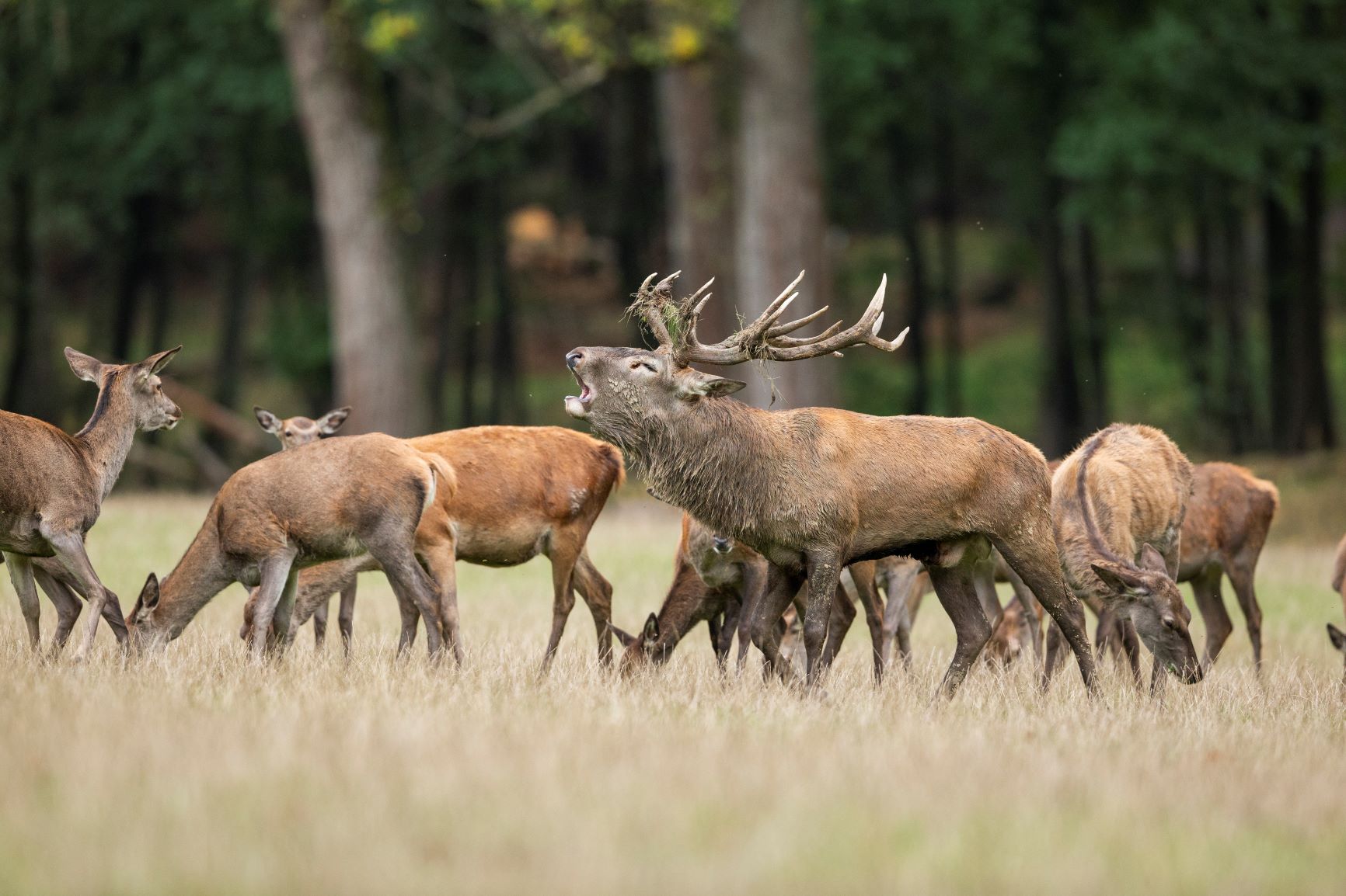 Ausflugsziel: WILDWALD Vosswinkel