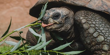 Ausflug mit Kindern - Alter der Kinder: 6 bis 10 Jahre - Essen - Seychellen-Riesenschildkröte - Tierpark + Fossilium Bochum