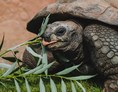 Ausflugsziel: Seychellen-Riesenschildkröte - Tierpark + Fossilium Bochum