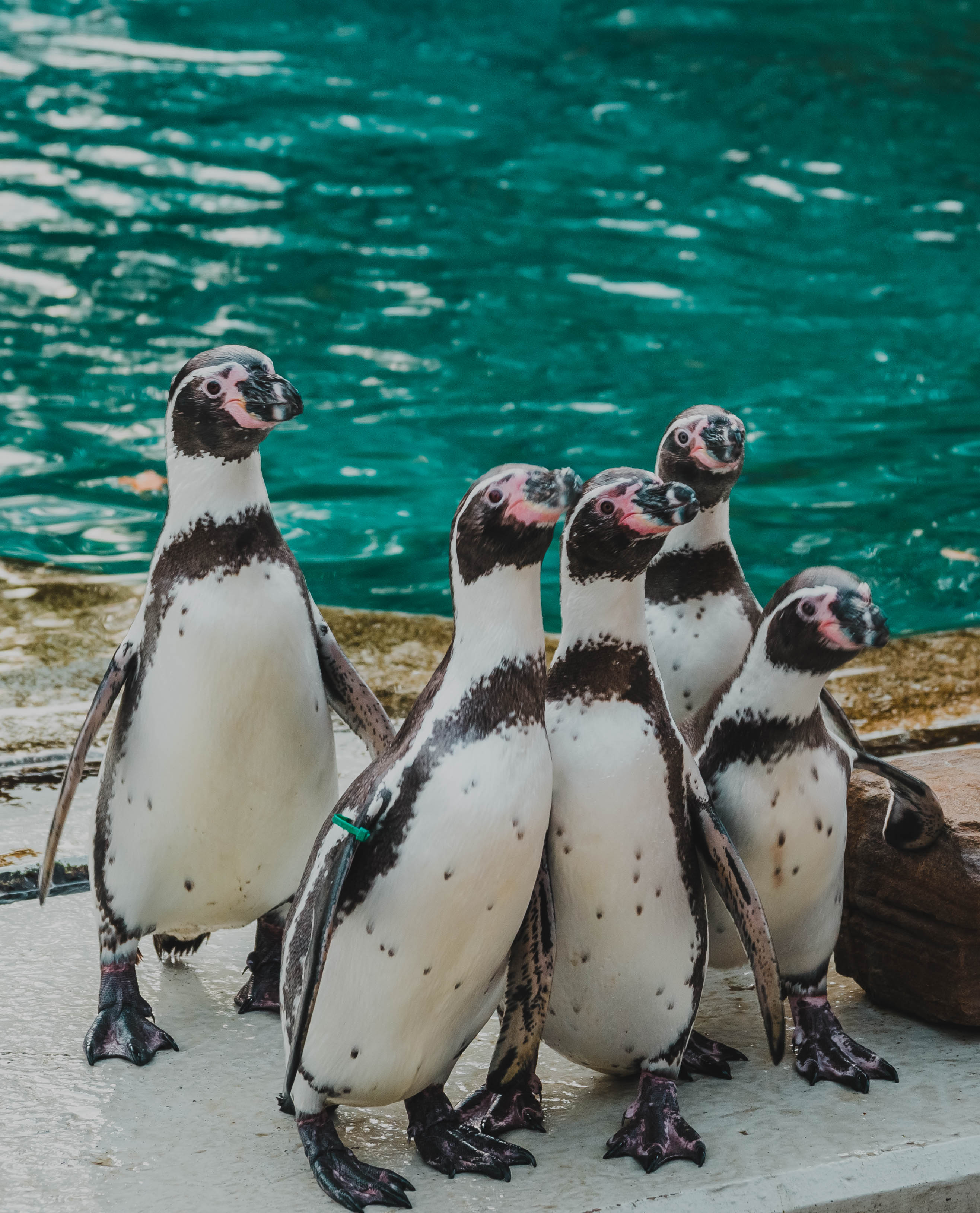 Ausflugsziel: Humboldt-Pinguin - Tierpark + Fossilium Bochum
