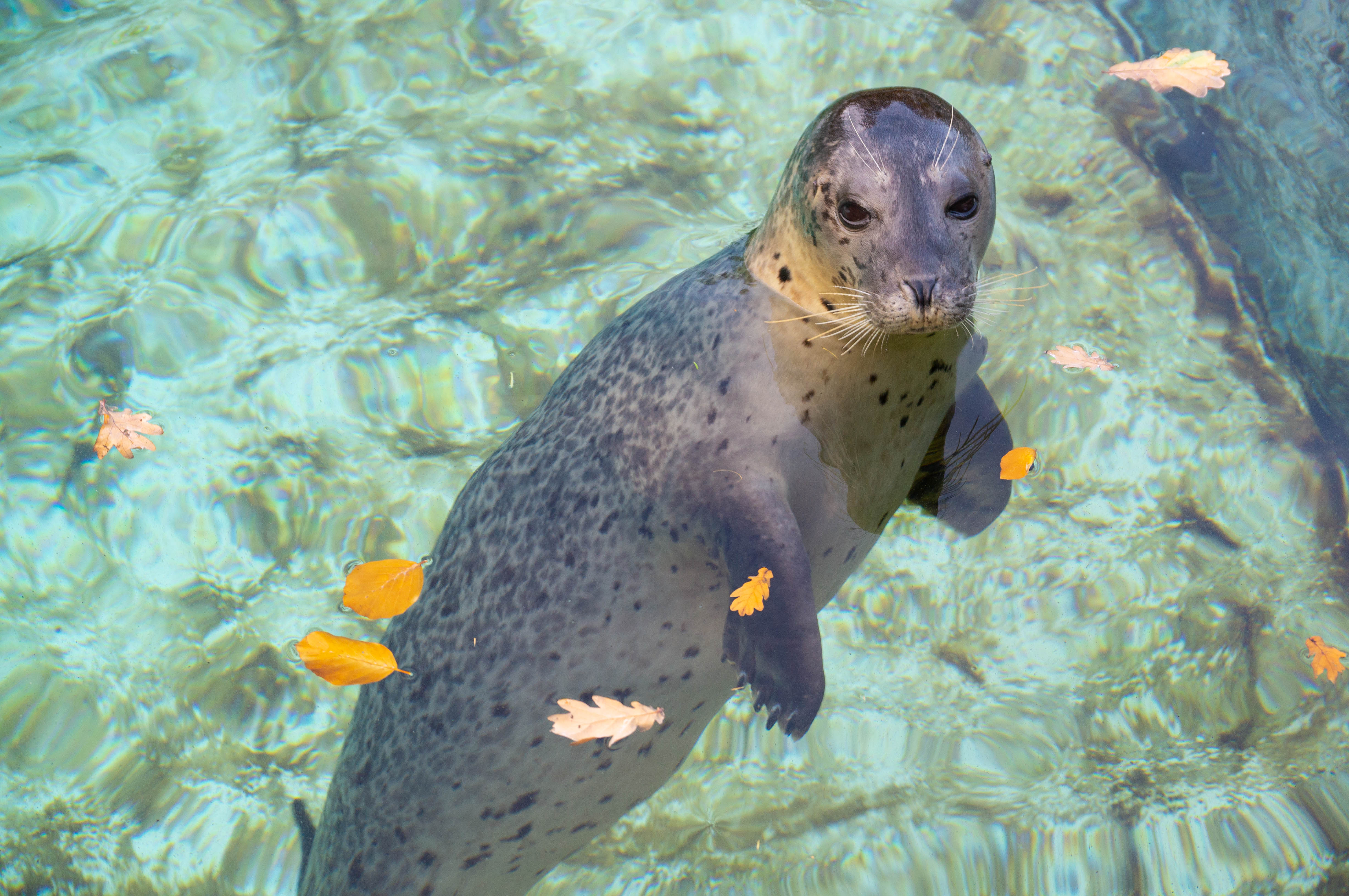Ausflugsziel: Seehund - Tierpark + Fossilium Bochum
