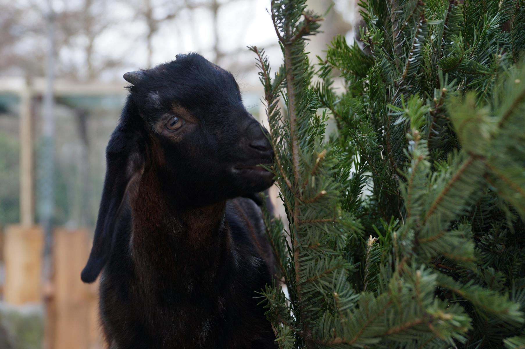 Ausflugsziel: Ziegen - Tierpark + Fossilium Bochum