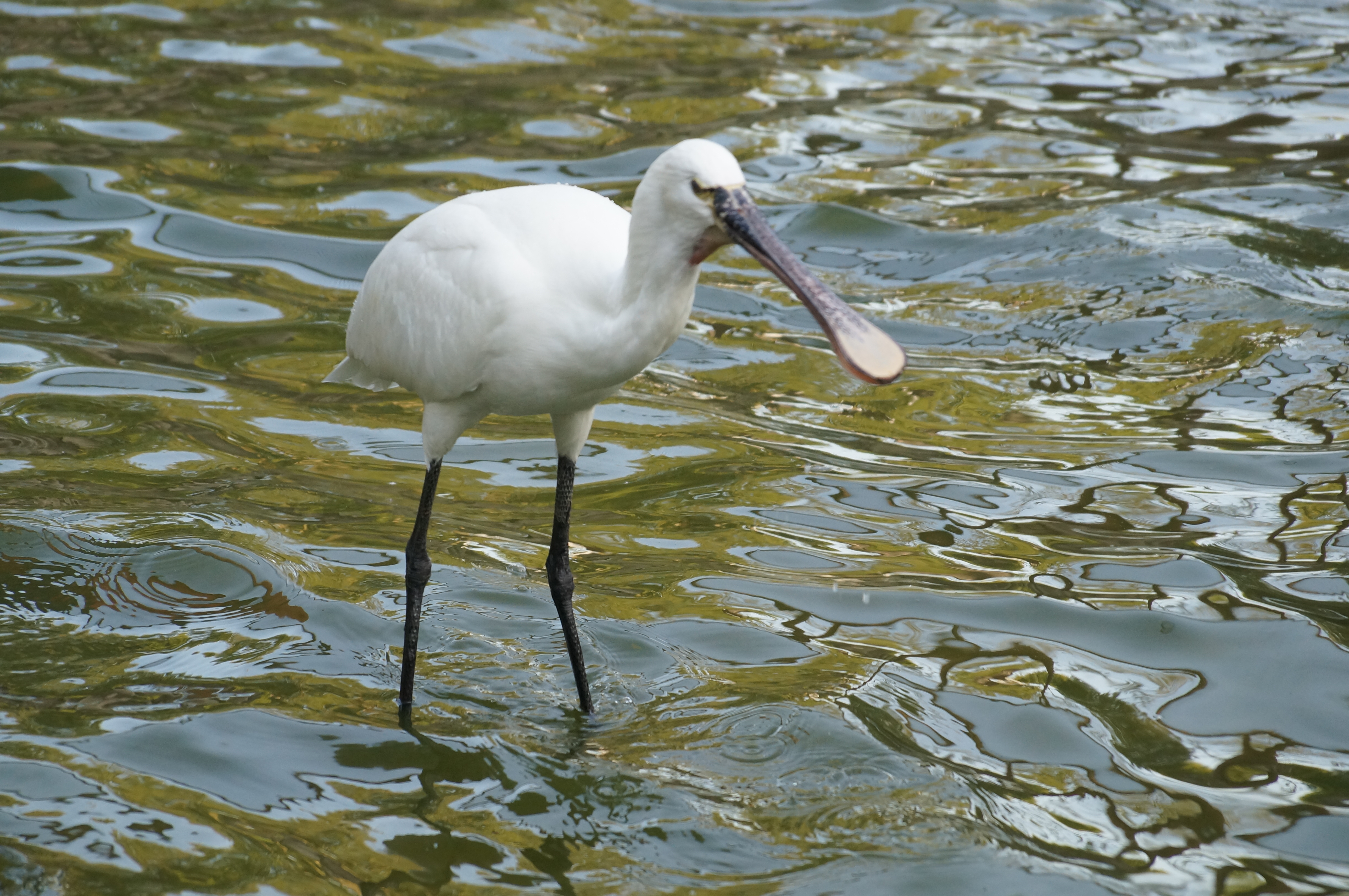 Ausflugsziel: Löffler - Tierpark + Fossilium Bochum