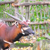 Ausflugsziel - Der Östliche Bongo ist in seiner Heimat unmittelbar vom Aussterben bedroht. Die Zoos bemühen sich daher durch ein internationales Zuchtbuch und regionale Zuchtprogramme um die Erhaltung. - Allwetterzoo Münster
