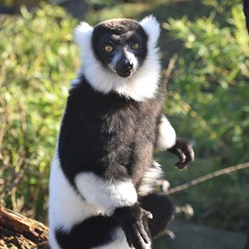 Ausflugsziel: Varis leben auf Madagaskar, wo sie vom Aussterben bedroht sind. Sie gehören zur Familie der Lemuren, die es nur auf der Ostafrikanischen Insel gibt.  - Allwetterzoo Münster
