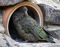 Ausflugsziel: Keas sind ausgesprochen verspielte Vögel uns sehr intelligente Vögel. Sie kommen nur in Neuseeland vor.  - Allwetterzoo Münster