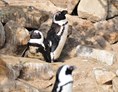 Ausflugsziel: Pinguine leiden unter dem Klimawandel, der Fischerei sowie der Meeresverschmutzung. Dies trifft in hohem Maß für den stark gefährdeten Brillenpinguin zu, dessen Zoobestand durch ein Zuchtprogramm gefördert wird und der deshalb in vielen Zoos zu sehen ist. - Allwetterzoo Münster