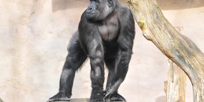 Trip with children - Ostbevern - Gorillas sind die größten Menschenaffen. Sie sind aber weniger klettergewandt als ihre Verwandten und bewegen sich vorwiegend auf dem Erdboden. Obwohl sie recht friedliche Vegetarier sind, werden sich noch immer illegal gejagt - und das, obwohl sie bereits vom Aussterben bedroht sind.  - Allwetterzoo Münster