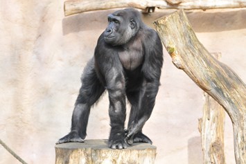 Ausflugsziel: Gorillas sind die größten Menschenaffen. Sie sind aber weniger klettergewandt als ihre Verwandten und bewegen sich vorwiegend auf dem Erdboden. Obwohl sie recht friedliche Vegetarier sind, werden sich noch immer illegal gejagt - und das, obwohl sie bereits vom Aussterben bedroht sind.  - Allwetterzoo Münster