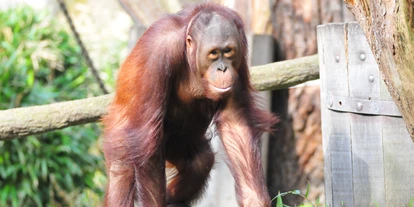 Trip with children - Ostbevern - Orang-Utan bedeutet Waldmensch. Wegen illegaler Bejagung, illegalem Fang und kontinuierlicher Vernichtung ihres Lebensraums, vor allem für Palmölplantagen, gelten sieht als vom Aussterben bedroht. - Allwetterzoo Münster