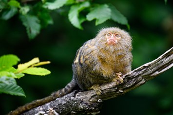 Ausflugsziel: Zwergseidenäffchen sind die kleinsten Affen der Welt. Sie leben in den dichten Urwäldern des   Amazonas-Regenwaldes in Brasiliens.  - Allwetterzoo Münster