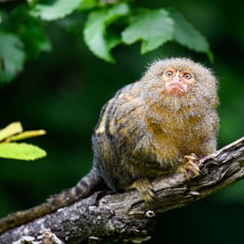 Ausflugsziel: Zwergseidenäffchen sind die kleinsten Affen der Welt. Sie leben in den dichten Urwäldern des   Amazonas-Regenwaldes in Brasiliens.  - Allwetterzoo Münster