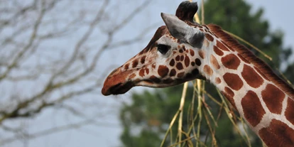 Trip with children - Ostbevern - Giraffen haben einen sehr langen Hals, aber deswegen nicht mehr Halswirbel. Sie haben genau so viele wie zum Beispiel wir Menschen - also sieben Stück.  - Allwetterzoo Münster