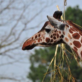 Ausflugsziel: Giraffen haben einen sehr langen Hals, aber deswegen nicht mehr Halswirbel. Sie haben genau so viele wie zum Beispiel wir Menschen - also sieben Stück.  - Allwetterzoo Münster