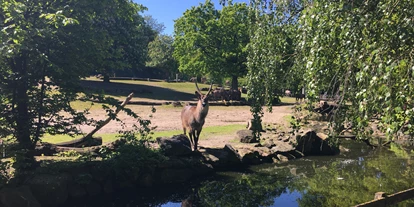 Trip with children - Ostbevern - Auf der Afrikananlage leben unter anderem Gnu, Zebra, Vogelstrauß und Wasserbock mit vielen anderen Tieren zusammen.  - Allwetterzoo Münster