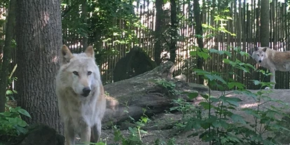 Trip with children - Ostbevern - Im Allwetterzoo gibt es auch Timberwölfe zu erleben.  - Allwetterzoo Münster