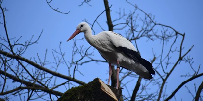 Trip with children - Ostbevern - Allwetterzoo Münster