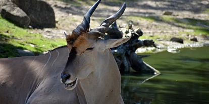 Trip with children - Ostbevern - Allwetterzoo Münster