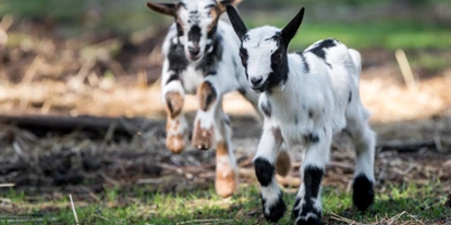 Reis met kinderen - Emsbüren - Wildfreigehege Nöttler Berg