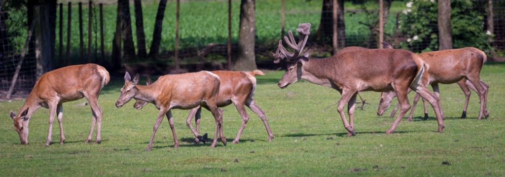 Ausflugsziel: Wildfreigehege Nöttler Berg