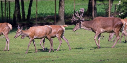 Reis met kinderen - Emsbüren - Wildfreigehege Nöttler Berg