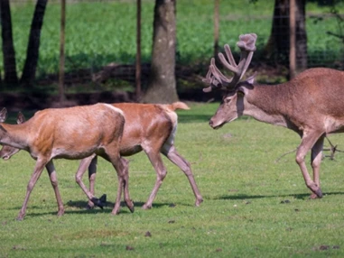 Ausflugsziel: Wildfreigehege Nöttler Berg
