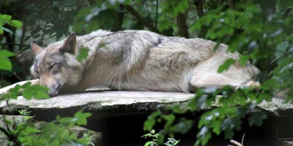 Reis met kinderen - Emsbüren - Wildfreigehege Nöttler Berg
