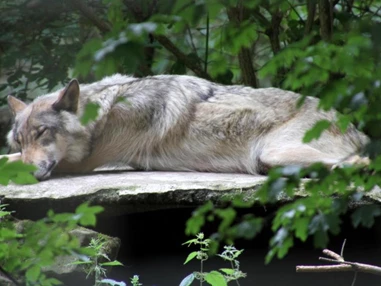 Ausflugsziel: Wildfreigehege Nöttler Berg