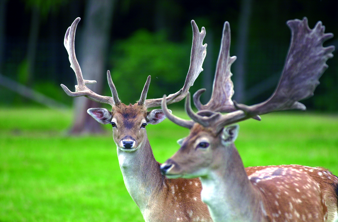 Viaggio con bambini - Hilchenbach - Panorama Park Sauerland