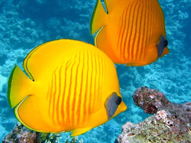 Ausflugsziel: Symbolbild für Ausflugsziel SEA LIFE Oberhausen. Keine korrekte oder ähnlich Darstellung! - SEA LIFE Oberhausen