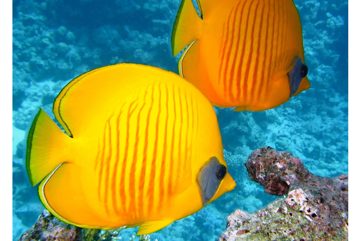 Ausflugsziel: Symbolbild für Ausflugsziel SEA LIFE Oberhausen. Keine korrekte oder ähnlich Darstellung! - SEA LIFE Oberhausen