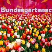 Ausflugsziel - Tulpenfelder - Bundesgartenschau Erfurt 2021