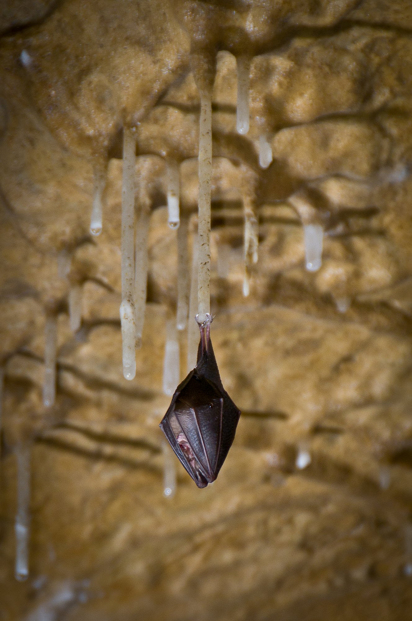 Ausflug mit Kindern - Gschaid bei Birkfeld - Fledermaus - Lurgrotte Peggau