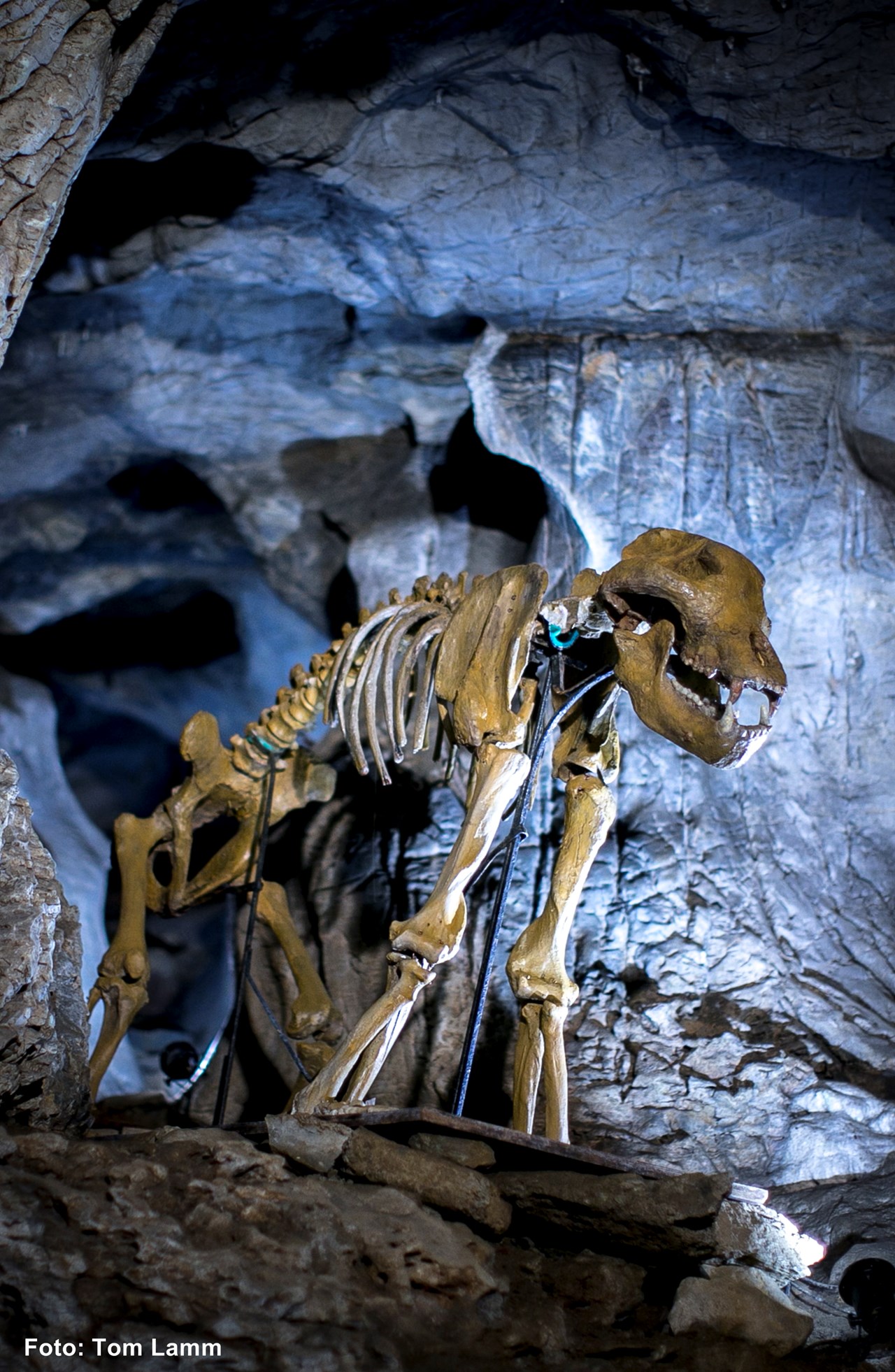 Lurgrotte Peggau Highlights at the destination Cave bear