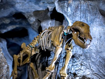 Lurgrotte Peggau Highlights beim Ausflugsziel Höhlenbär
