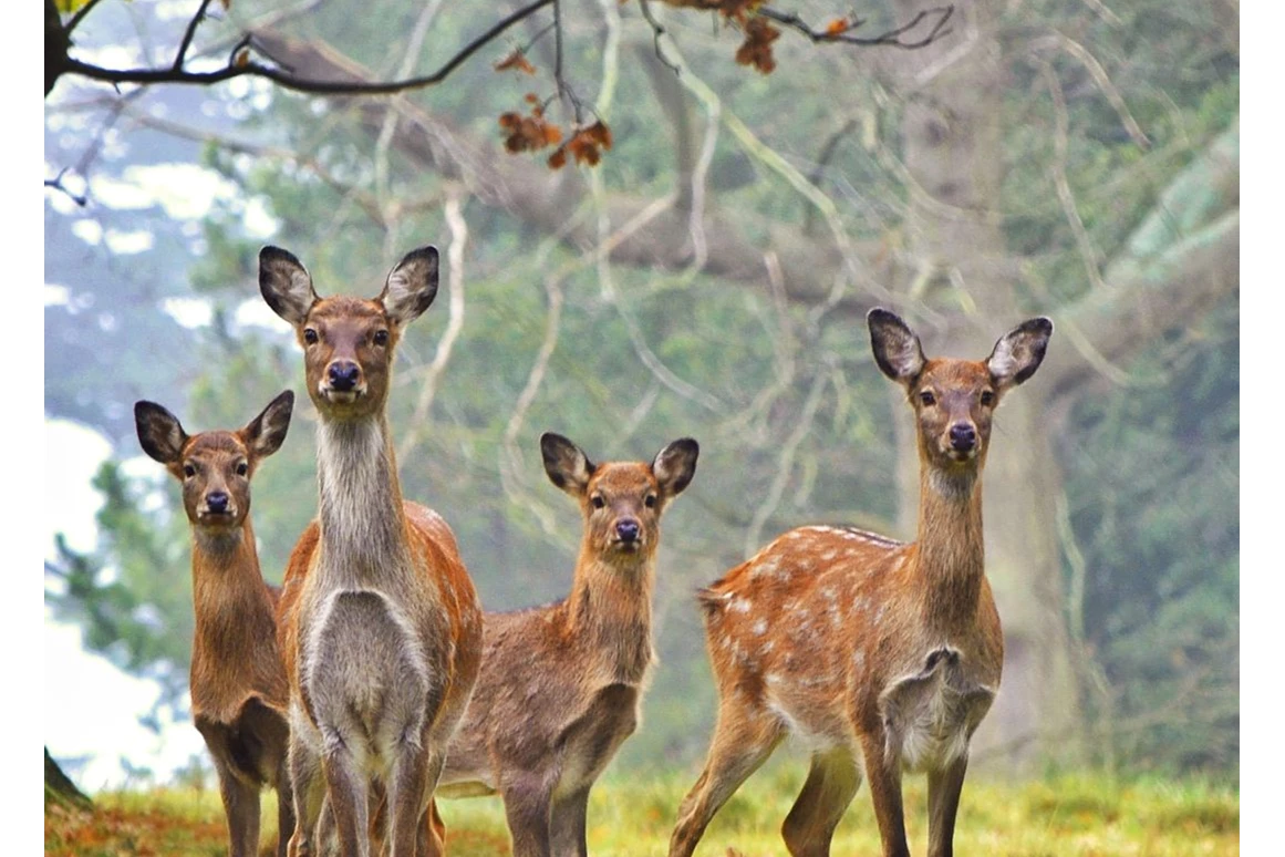 Ausflugsziel: Symbolbild für Ausflugsziel Naturwildpark Freisen. Keine korrekte oder ähnlich Darstellung! - Naturwildpark Freisen