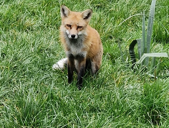 Ausflugsziel: Naturwildpark Freisen