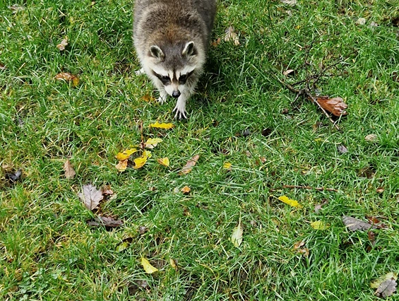 Ausflugsziel: Naturwildpark Freisen