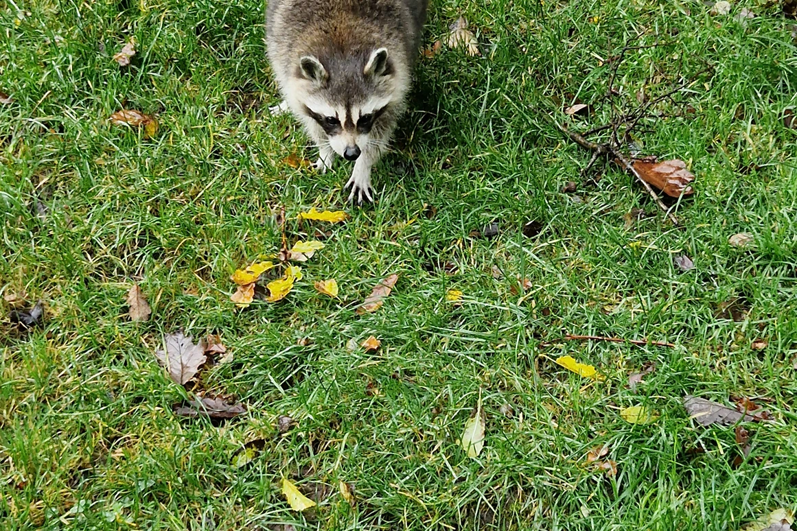 Ausflugsziel: Naturwildpark Freisen