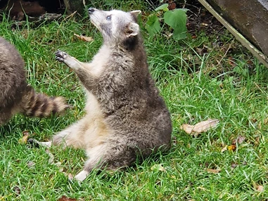 Ausflugsziel: Naturwildpark Freisen