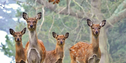 Voyage avec des enfants - Freisen - Naturwildpark Freisen