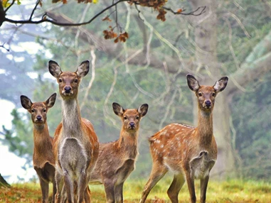 Ausflugsziel: Naturwildpark Freisen