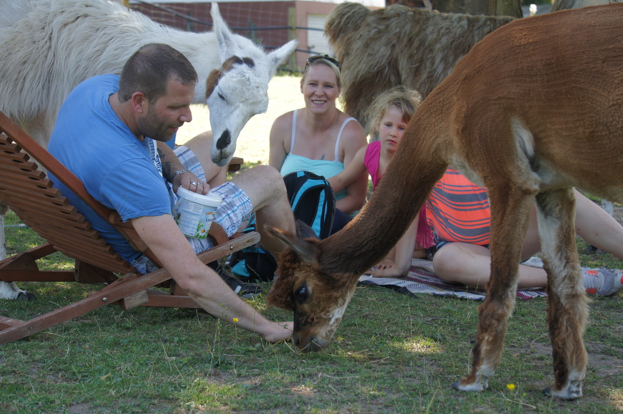 Ausflugsziel: Saar Alpaka Farm