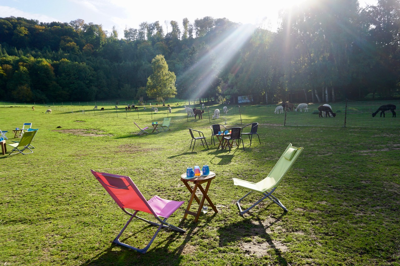 Ausflugsziel: Saar Alpaka Farm