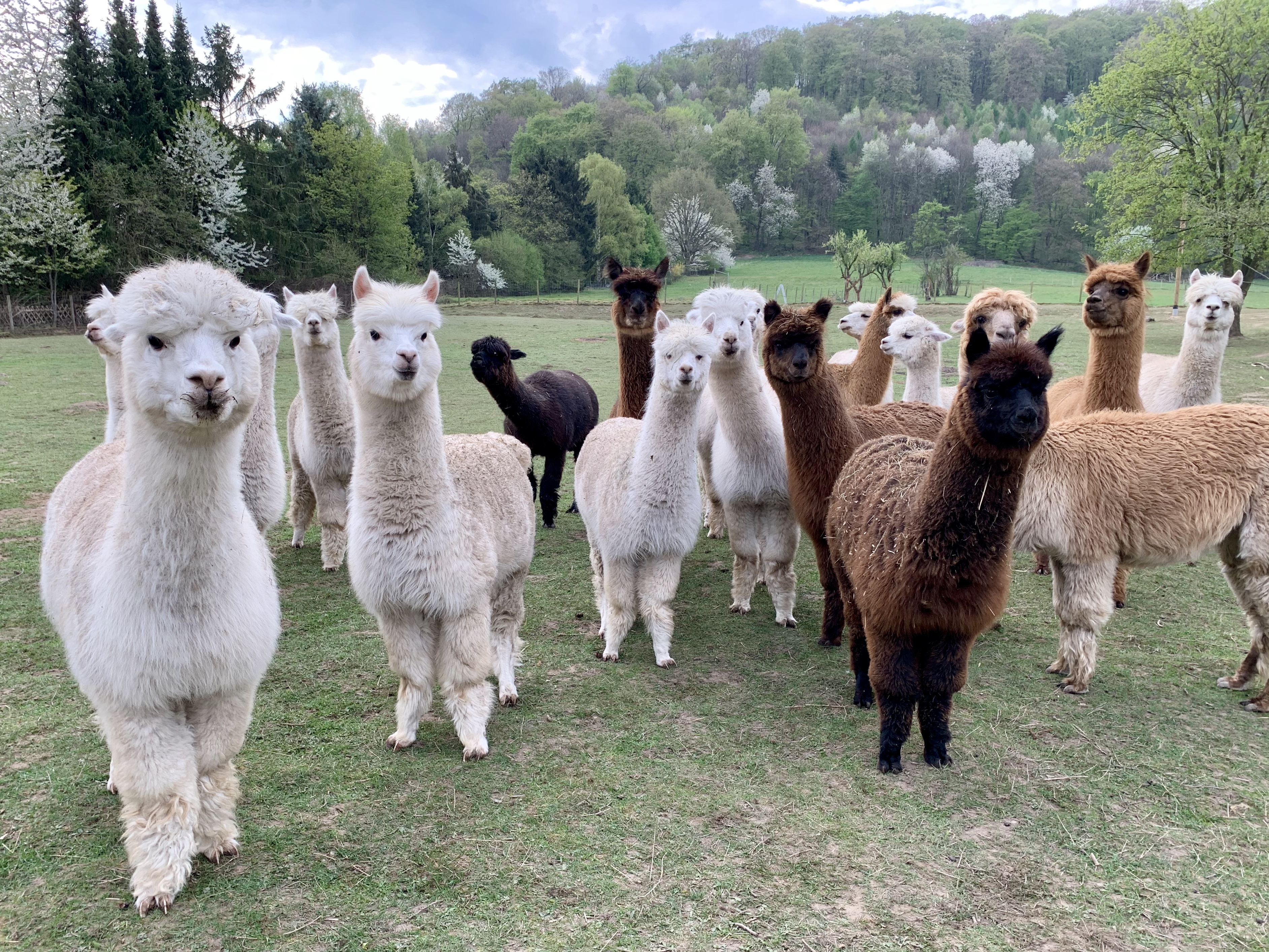 Ausflugsziel: Saar Alpaka Farm