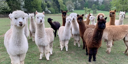 Voyage avec des enfants - Freisen - Saar Alpaka Farm