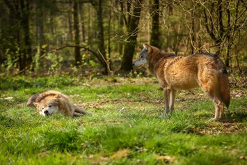 Ausflugsziel: Wolfspark-Werner-Freund
