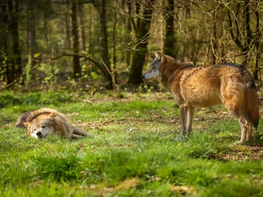 Ausflugsziel: Wolfspark-Werner-Freund