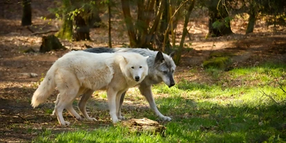 Ausflug mit Kindern - Völklingen - Wolfspark-Werner-Freund