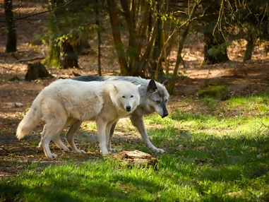 Ausflugsziel: Wolfspark-Werner-Freund